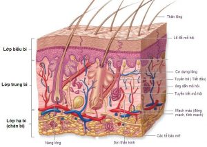 Nám da nằm sâu dưới lớp biểu bì của da